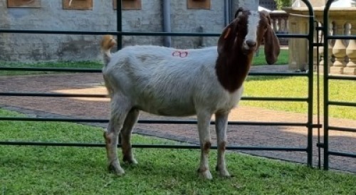 1X BOERBOK OOE/EWE WILLEM NAP