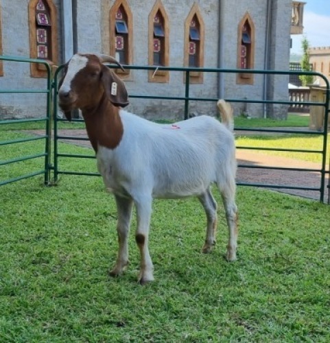 1X BOERBOK OOE/EWE WILLEM NAP