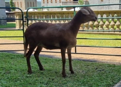 1X DAMARA x MEATMASTER OOE/EWE LISA VAN ZYL