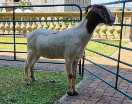 1X BOERBOK OOE/EWE WILLEM NAP
