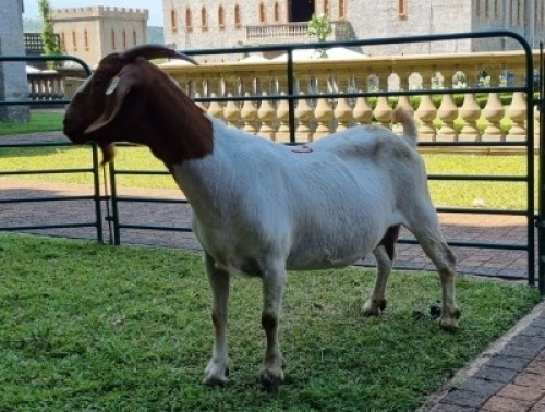 1X BOERBOK OOE/EWE WILLEM NAP