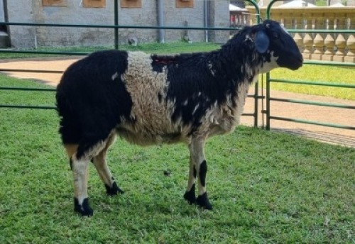 1X DAMARA x MEATMASTER OOE/EWE LISA VAN ZYL