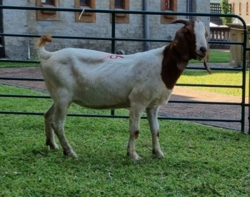 1X BOERBOK OOE/EWE WILLEM NAP