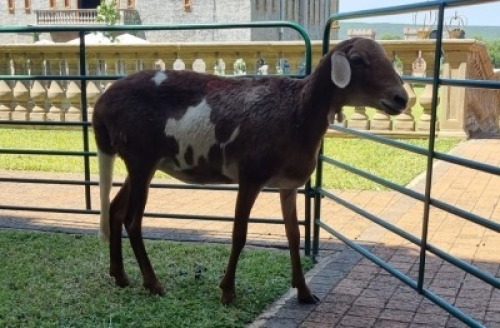 1X DAMARA x MEATMASTER OOE/EWE LISA VAN ZYL