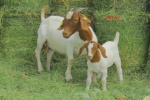 LOT 12 1+1 x BOER GOAT EWE + KIDS JOSEPH BIMBO