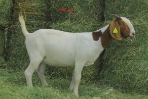 LOT 13 1 x BOER GOAT EWE JOSEPH BIMBO