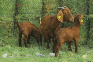 LOT 11 1+2 x KALAHARI RED EWE + KIDS JOSEPH BIMBO