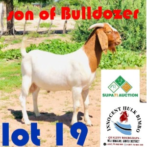 LOT 19 1 x BOER GOAT BUCK INNOCENT BIMBO