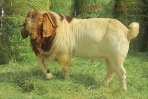 LOT 28 1 x BOER GOAT BUCK JOSEPH BIMBO