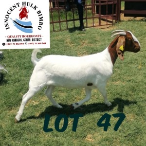 LOT 47 1 x BOER GOAT EWE INNOCENT BIMBO