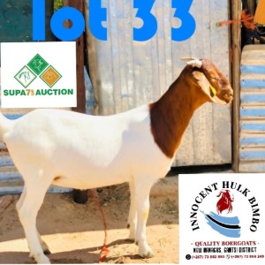 LOT 33 1 x BOER GOAT EWE INNOCENT BIMBO