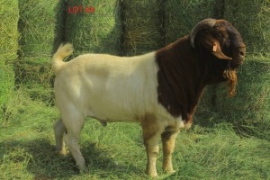 LOT 61 1 x BOER GOAT BUCK JOSEPH BIMBO