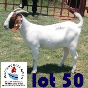 LOT 50 1 x BOER GOAT BUCK INNOCENT BIMBO