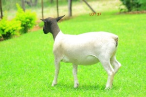 LOT 57 1 x BLACKHEAD DORPER EWE JOSEPH BIMBO