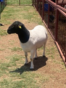 LOT 54 1 x BLACKHEAD DORPER RAM PHETO TAU