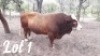 1 x SIMMENTALER BULL El Rancho