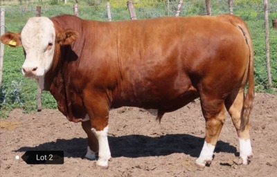 1 x SIMMENTALER BULL Result Oriented