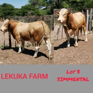 1 x SIMMENTALER BULL Lekuka