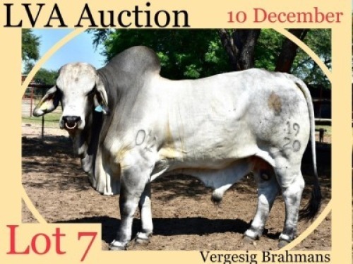 1 x WHITE BRAHMAN BULL Corrie Bekker