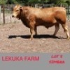 1 x SIMBRA BULL Lekuka