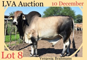 1 x RED BRAHMAN BULL Hendrick Bekker