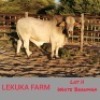 1 x WHITE BRAHMAN BULL Lekuka