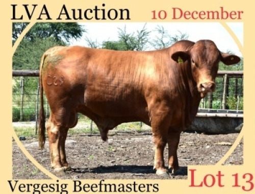 1 x BEEF MASTER BULL Hendrick Bekker