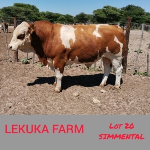 1 x SIMMENTALER BULL Lekuka