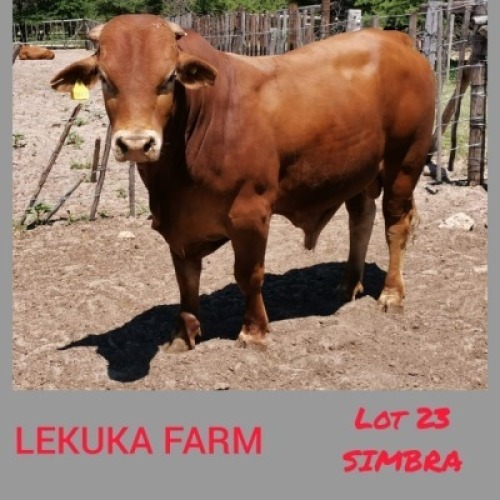 1 x SIMBRA BULL Lekuka