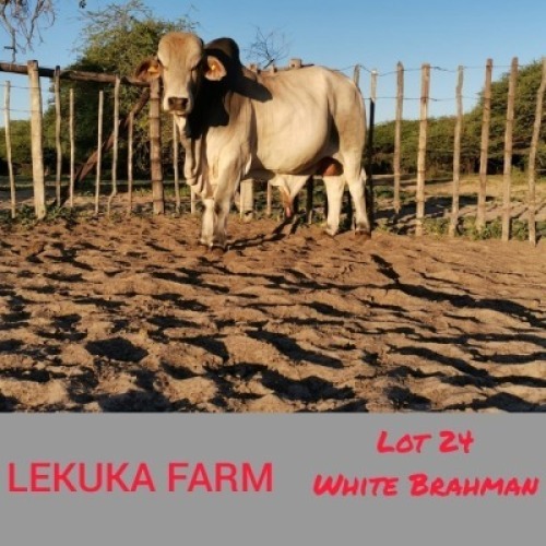 1 x WHITE BRAHMAN BULL Lekuka