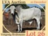 WITHDRAWN - 1 x WHITE BRAHMAN BULL Corrie Bekker