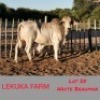 1 x WHITE BRAHMAN BULL Lekuka
