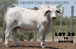 1 x WHITE BRAHMAN BULL Vlekkie van der Merwe