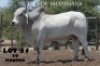 1 x WHITE BRAHMAN BULL Vlekkie van der Merwe