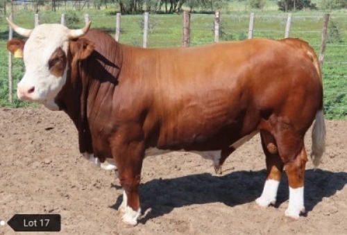 1 x SIMMENTALER BULL Result Oriented