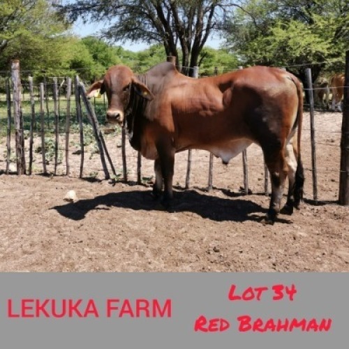 1 x WHITE BRAHMAN BULL Lekuka