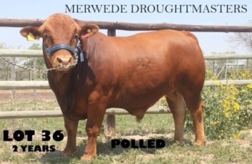 1 x DROUGH MASTER BULL Vlekkie van der Merwe