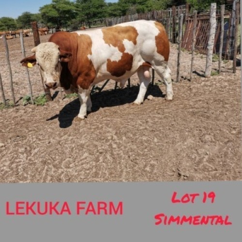 1 x SIMMENTALER BULL Lekuka