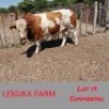 1 x SIMMENTALER BULL Lekuka