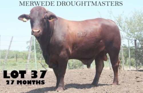 1 x DROUGH MASTER BULL Vlekkie van der Merwe