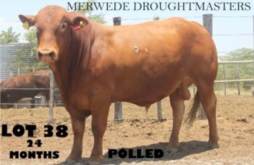 1 x DROUGH MASTER BULL Vlekkie van der Merwe
