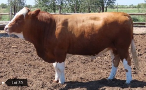 1 x SIMMENTALER BULL Result Oriented