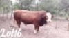 1 x SIMMENTALER BULL El Rancho