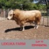 1 x SIMMENTALER BULL Lekuka