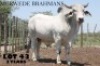 1 x WHITE BRAHMAN BULL Vlekkie van der Merwe
