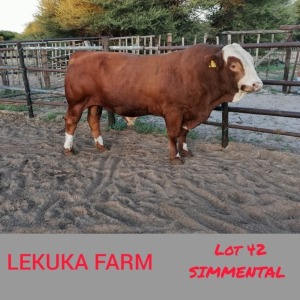 1 x SIMMENTALER BULL Lekuka