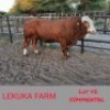 1 x SIMMENTALER BULL Lekuka