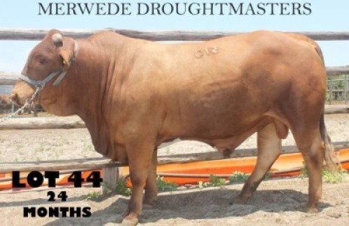 1 x DROUGH MASTER BULL Vlekkie van der Merwe