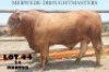 1 x DROUGH MASTER BULL Vlekkie van der Merwe