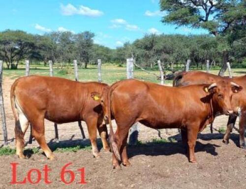 2 x BONSMARA HEIFERS Melcomb (Pay per animal to take the lot)